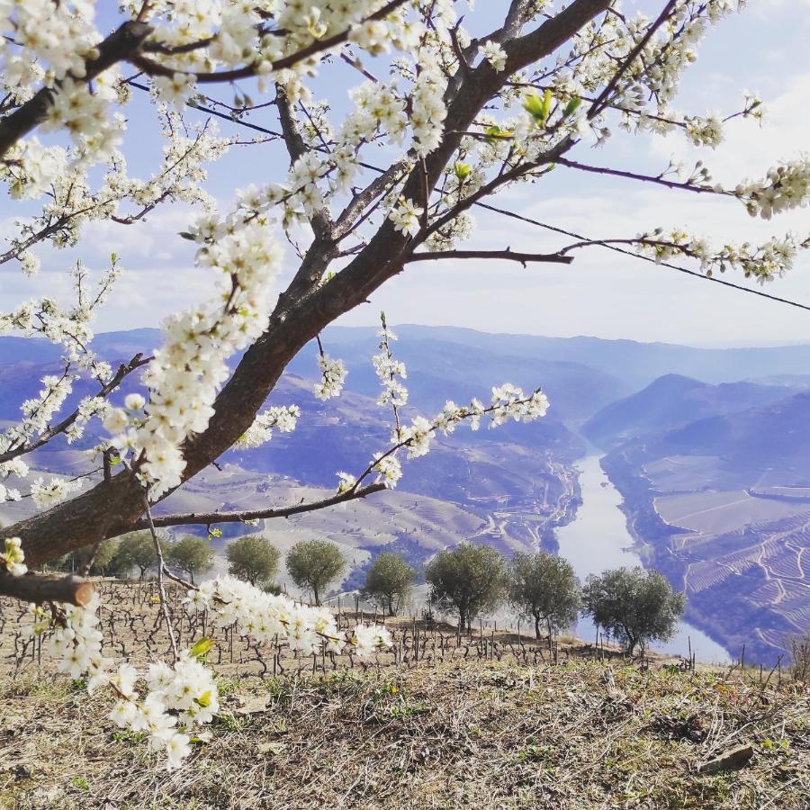 Villa D'Uvale Douro Alijó Εξωτερικό φωτογραφία
